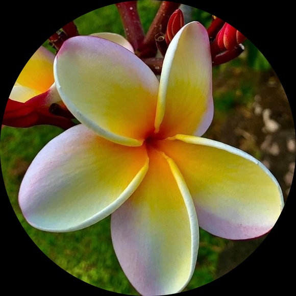 maisonplumeria